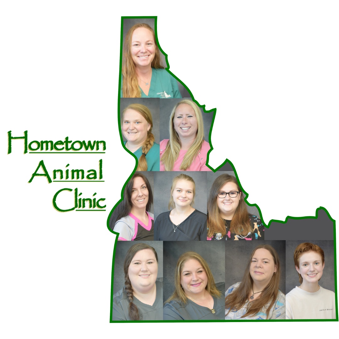 Hometown Animal Clinic photo