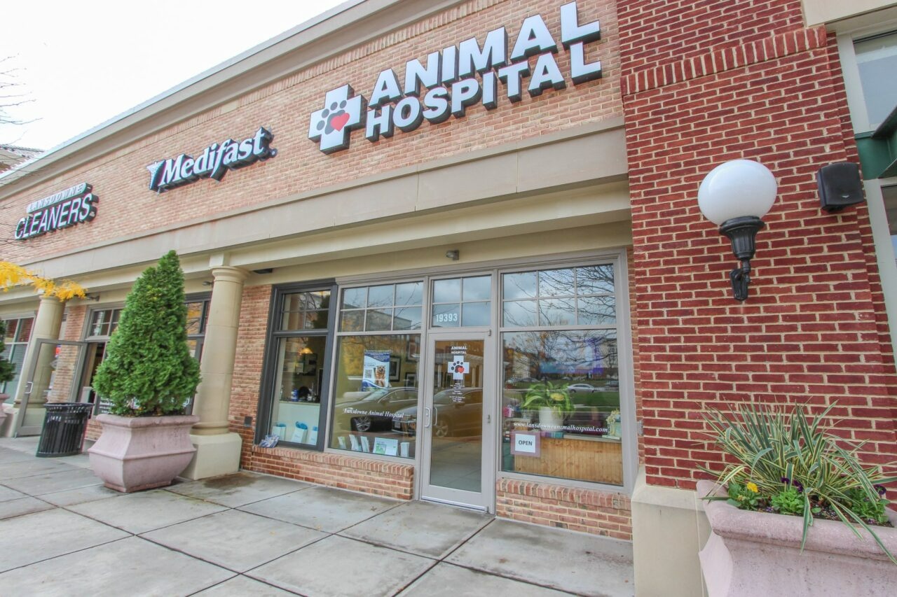 Lansdowne Animal Hospital photo