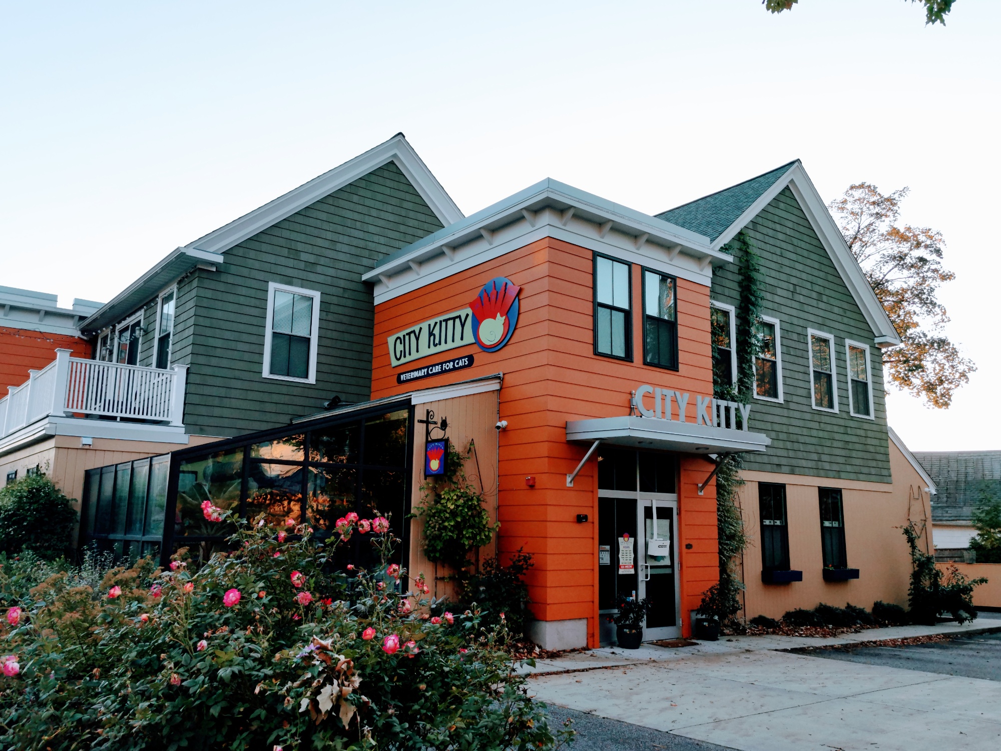 City Kitty Veterinary Care for Cats, Inc. photo