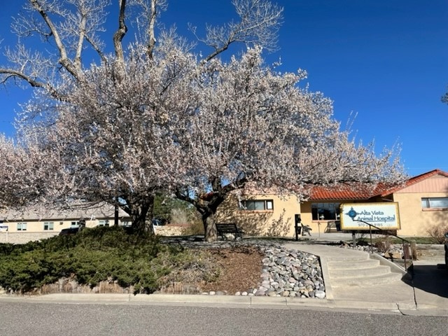 Alta Vista Animal Hospital photo