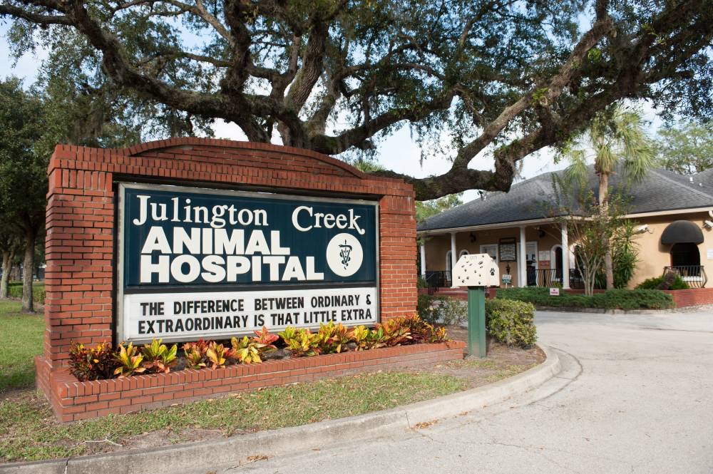 Julington Creek Animal Hospital photo