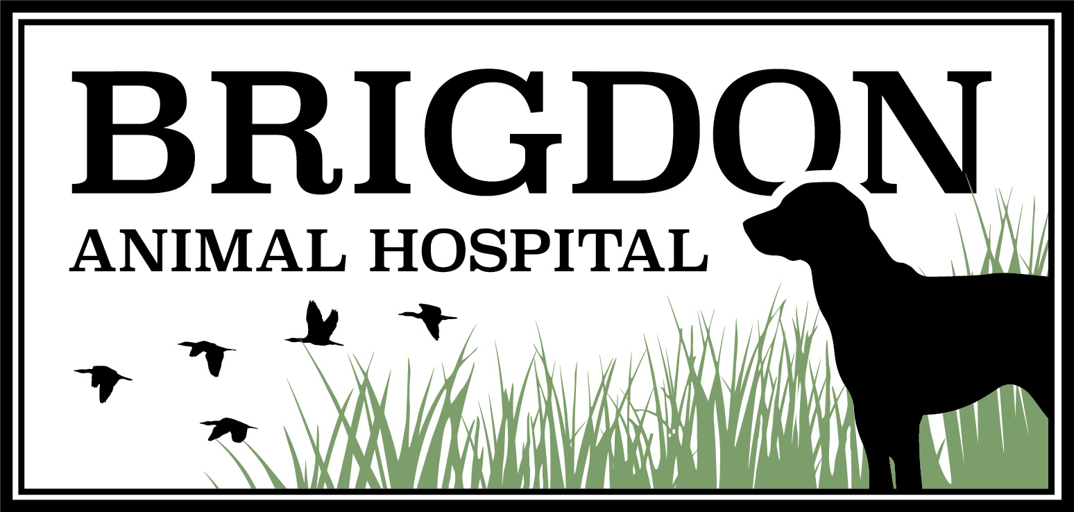 Brigdon Animal Hospital photo