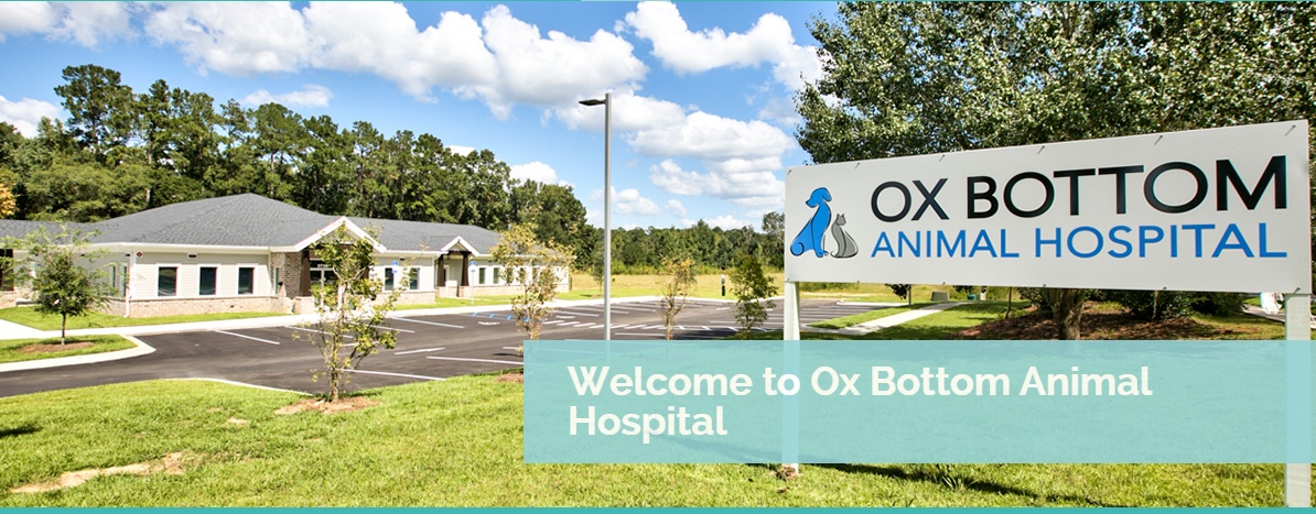 Ox Bottom Animal Hospital photo