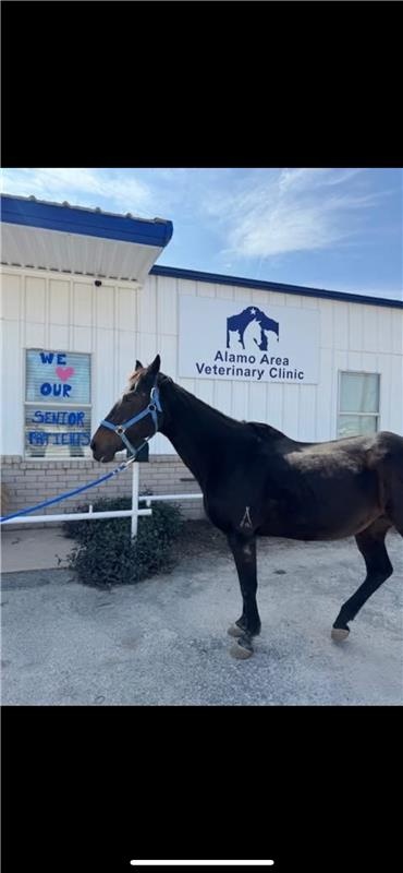 Alamo Area Vet Clinic photo