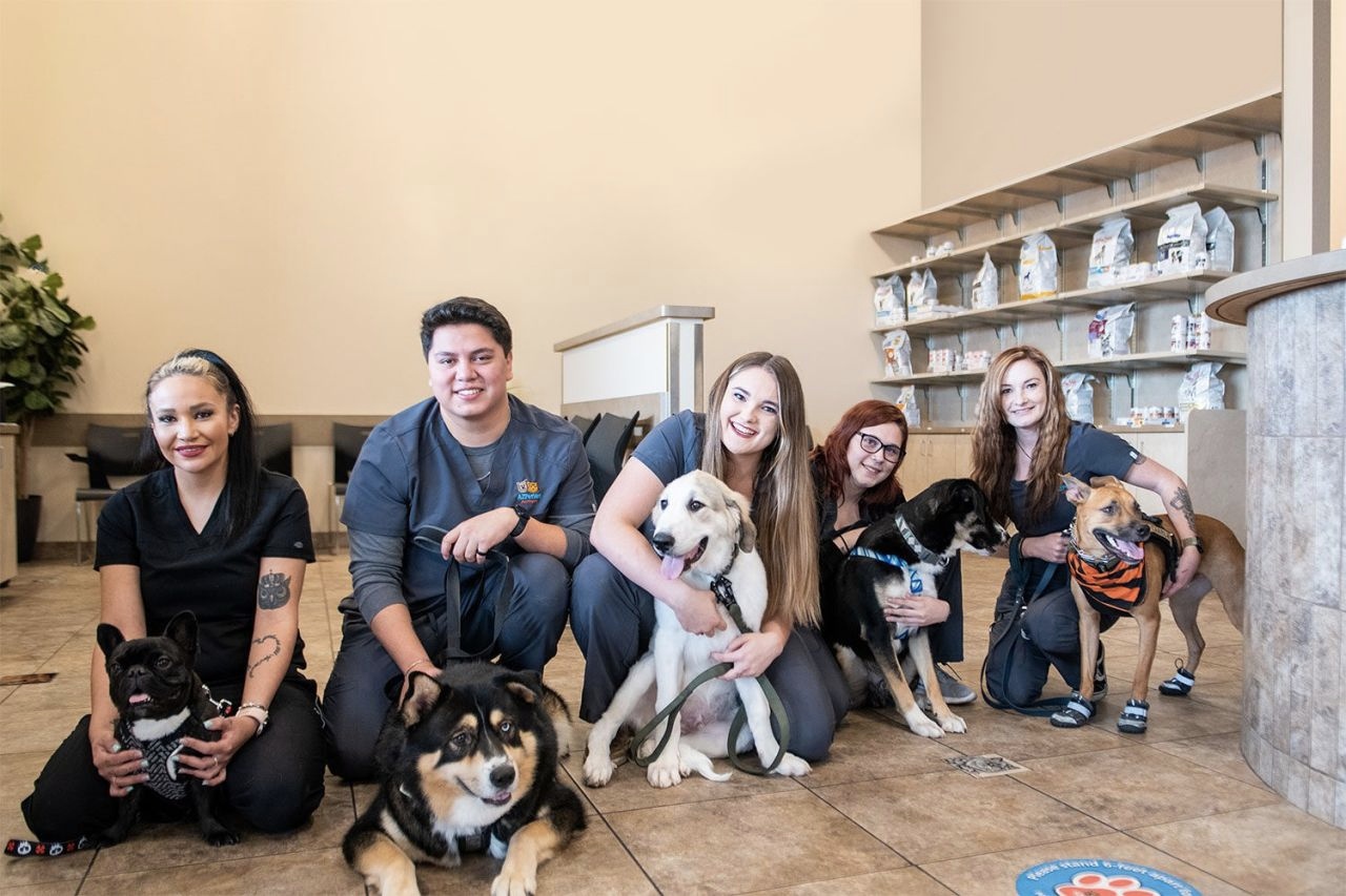 Lovet Pet Health Care | Phoenix photo