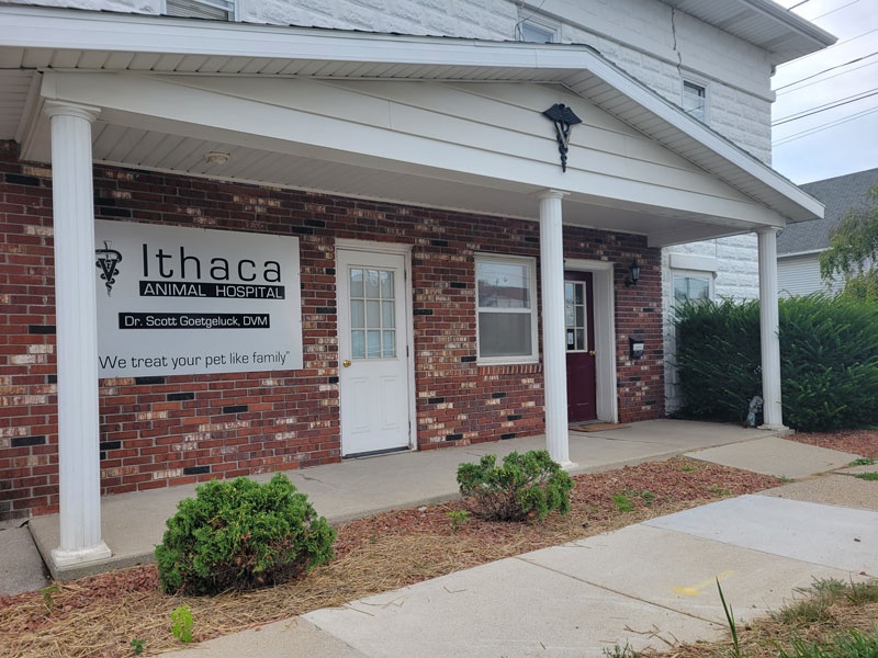 Ithaca Animal Hospital photo
