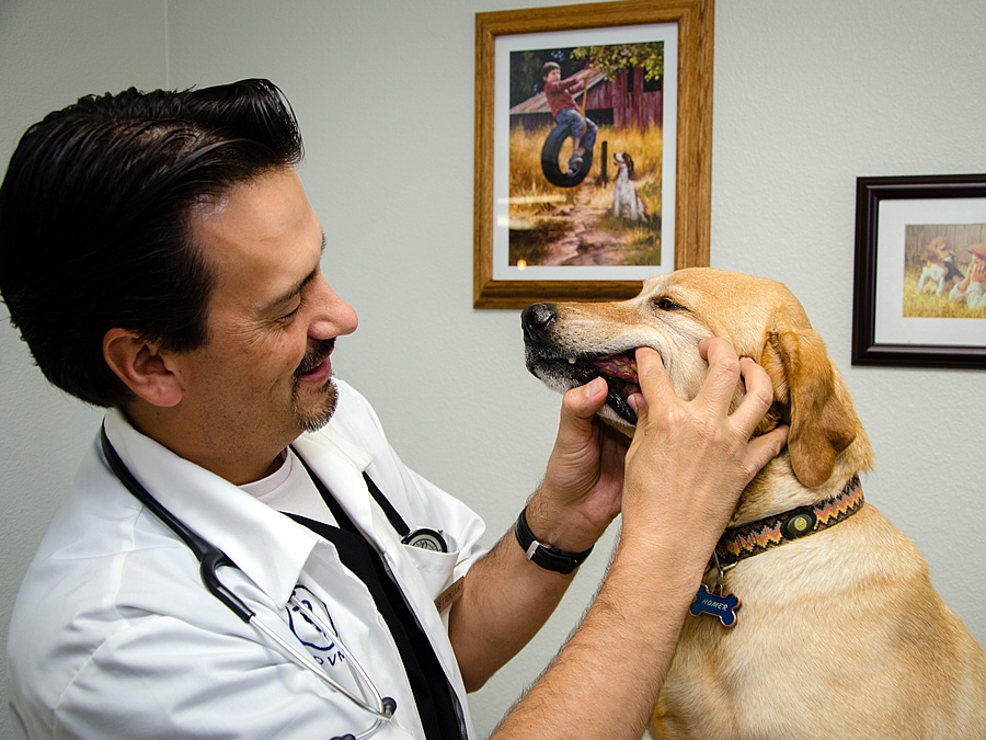 Chico Creek Animal Hospital photo