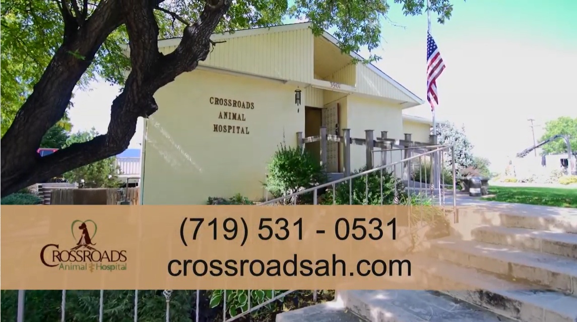 Crossroads Animal Hospital photo