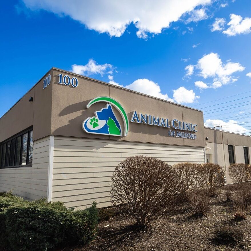Animal Clinic of Milford photo