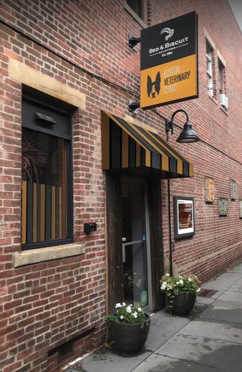 Brookline - Boston Veterinary Clinic photo