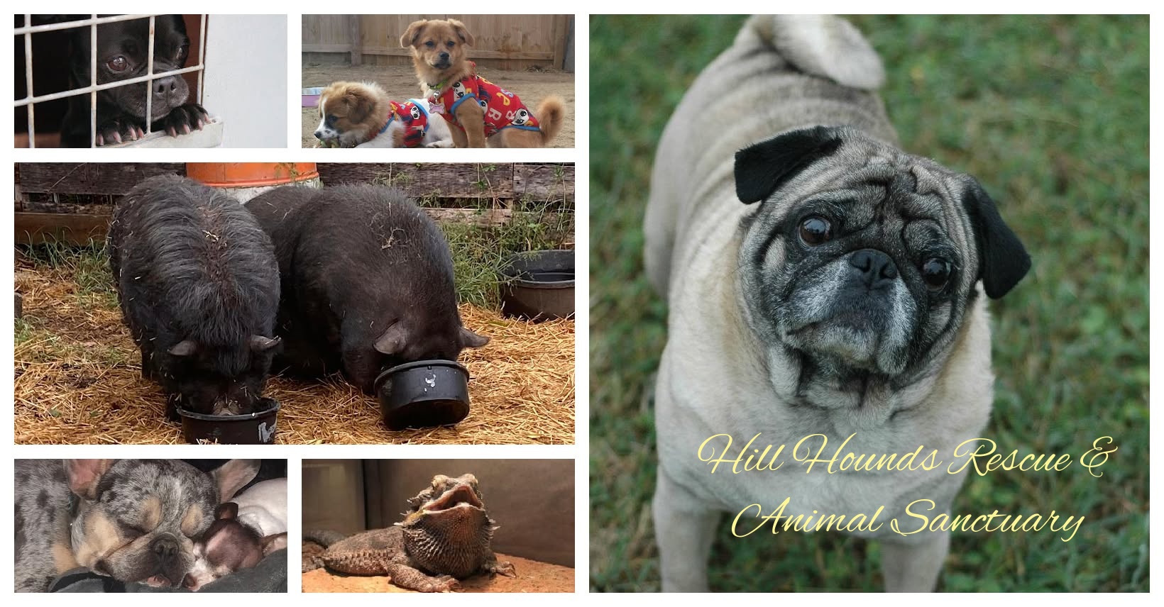 Hill Hounds Clinic photo