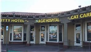 A Cat Hospital photo