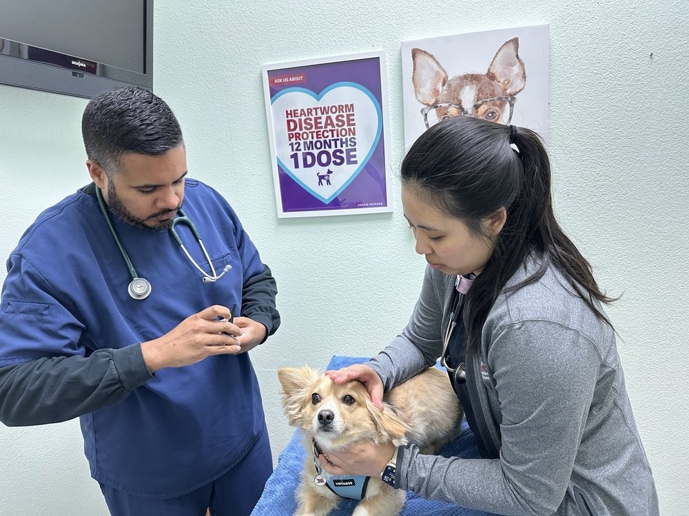 American Animal Hospital photo