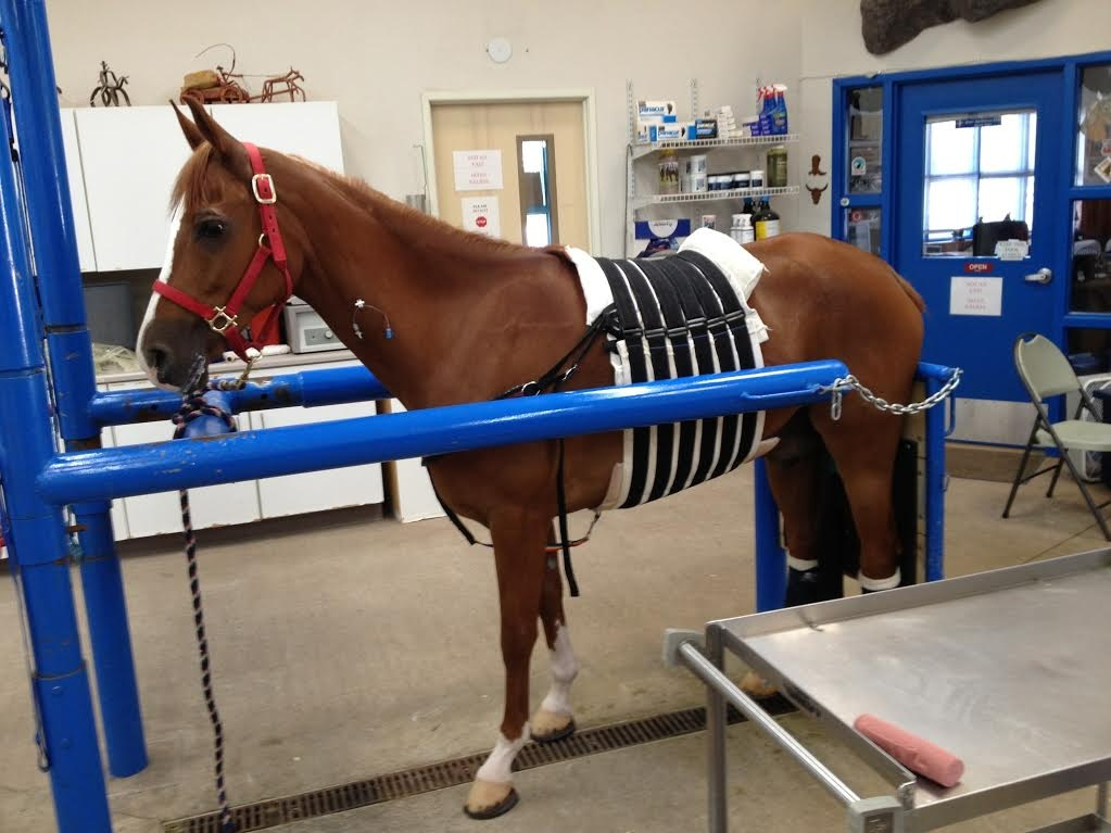 Los Lunas Animal Clinic photo