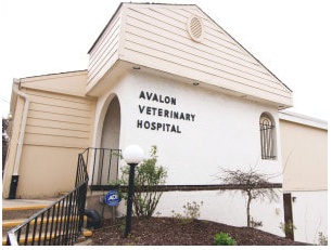 Avalon Veterinary Hospital photo