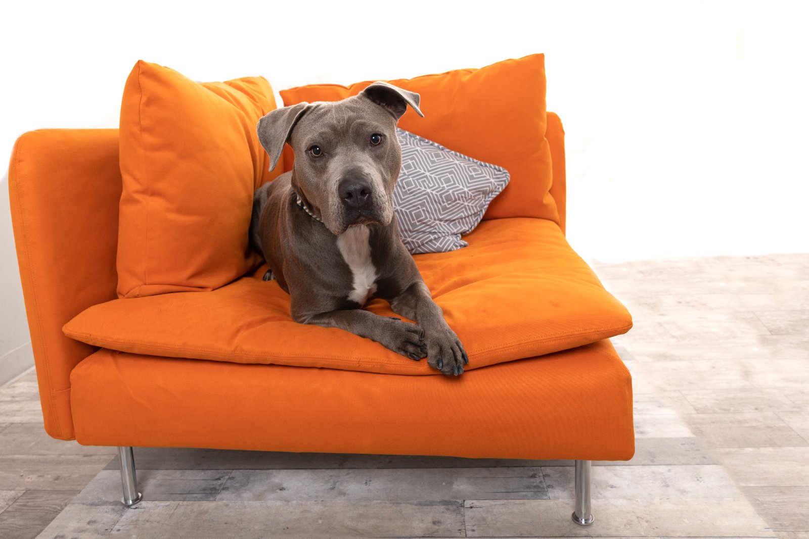 Best Frends Animal Society- Los Angeles photo