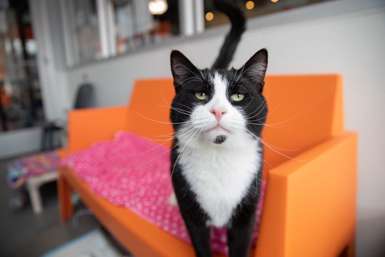 Best Friends Animal Society- Bentonville Arkansas photo