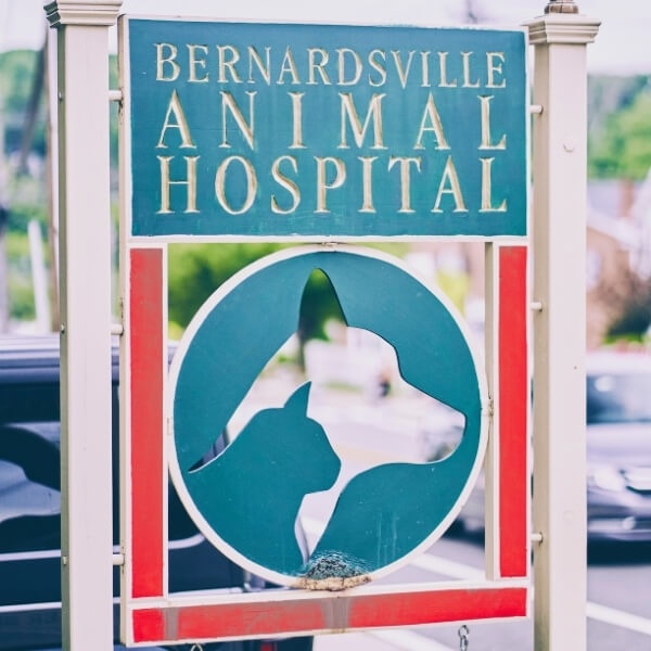 Bernardsville Animal Hospital photo