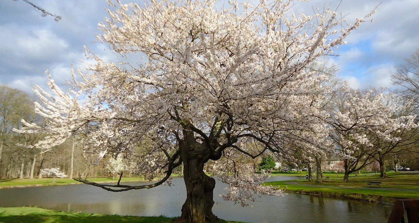 Cherry Hill, NJ photo