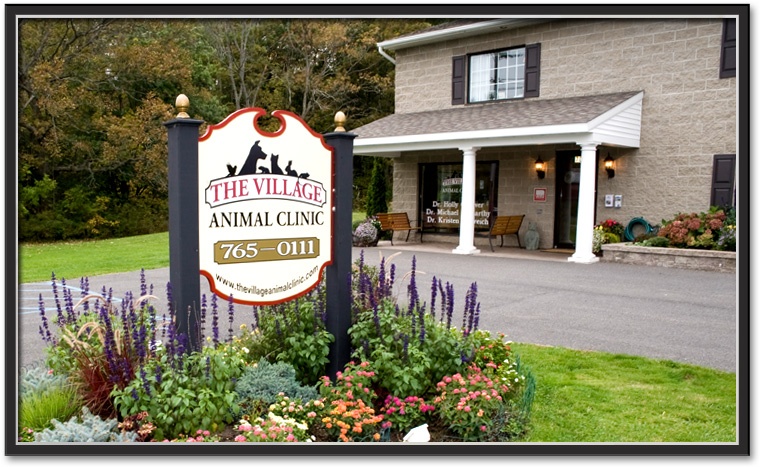 The Village Animal Clinic photo